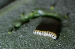 Danaus plexippus megalippe
