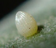 Danaus plexippus megalippe