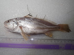 Johnius distinctus