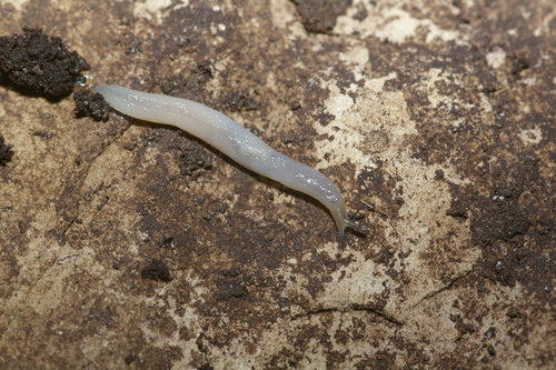 Worm Slug