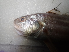 Johnius distinctus
