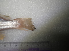 Johnius distinctus