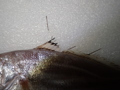 Johnius distinctus