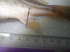 Johnius distinctus