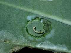 Danaus plexippus megalippe
