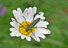 Litopus latipes dispar