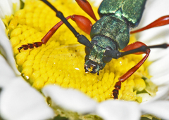 Litopus latipes dispar