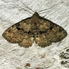 Metalectra quadrisignata