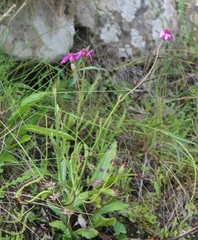 Senecio speciosus