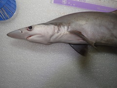 Scoliodon macrorhynchos