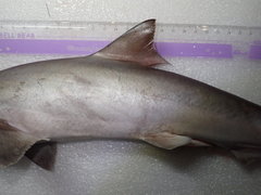 Scoliodon macrorhynchos