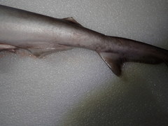 Scoliodon macrorhynchos