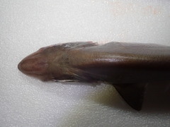 Scoliodon macrorhynchos