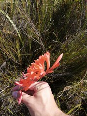 Watsonia schlechteri
