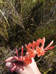 Watsonia schlechteri