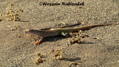 Eremias kavirensis