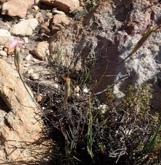 Dianthus bolusii
