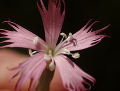 Dianthus bolusii