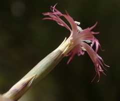 Dianthus bolusii