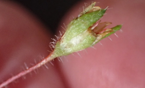 Crassula peculiaris