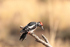 Dendrocopos major hispanus