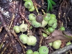 Ficus congesta