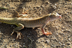 Eremias kavirensis