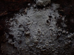 Hypochnicium geogenium