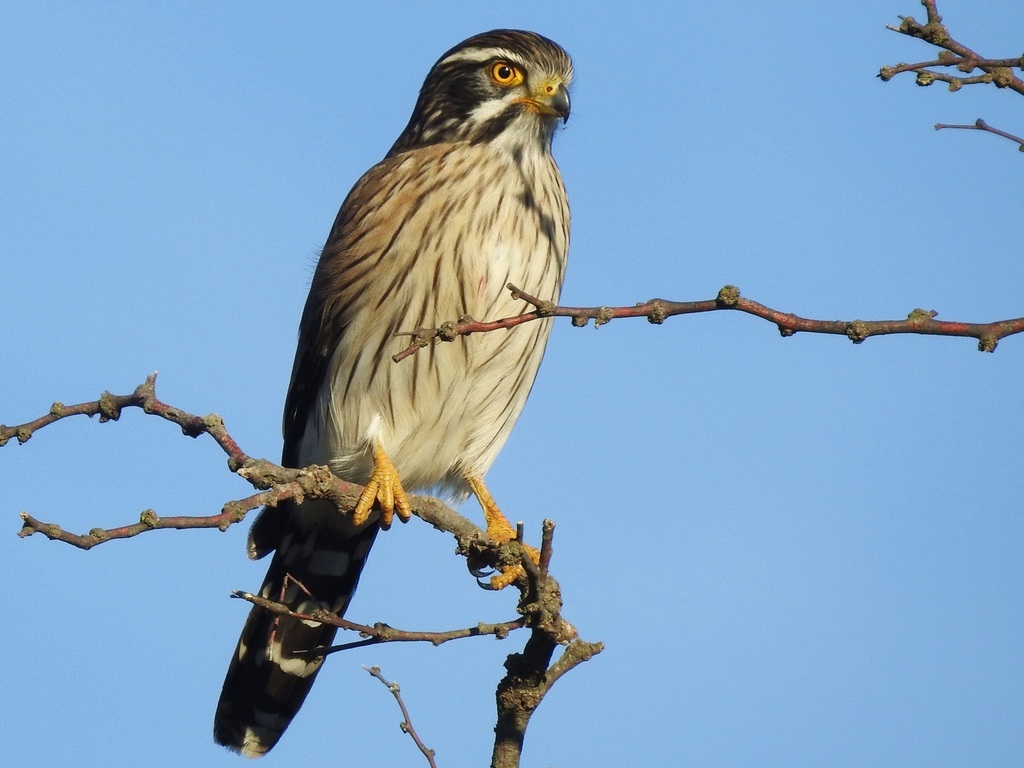 Spot-winged Falconets