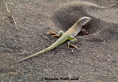 Eremias kavirensis