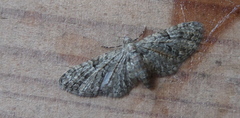 Eupithecia dodoneata