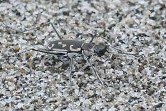 Opilidia macrocnema