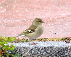 Fringilla coelebs