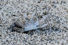 Ocypode gaudichaudii