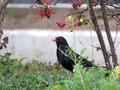 Turdus merula merula