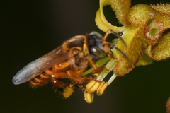 Tetragona perangulata