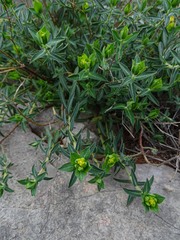 Euphorbia fragifera
