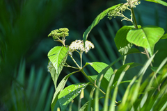 Callicarpa acuminata