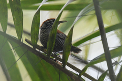 Cantorchilus semibadius