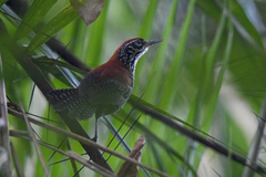 Cantorchilus semibadius