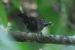 Cantorchilus semibadius