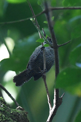 Cantorchilus semibadius