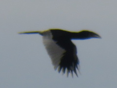 Bycanistes subcylindricus