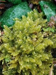 Hypnum cupressiforme