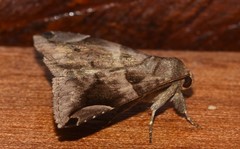 Dysgonia palpalis
