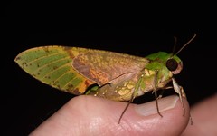Euchloron megaera serrai