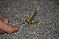 Tropidoderus gracilifemur