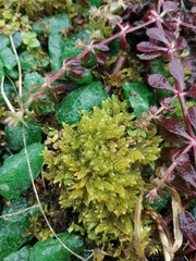 Hypnum cupressiforme