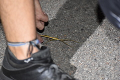 Tropidoderus gracilifemur