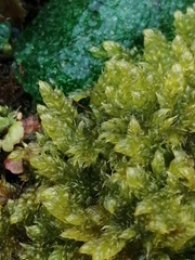 Hypnum cupressiforme